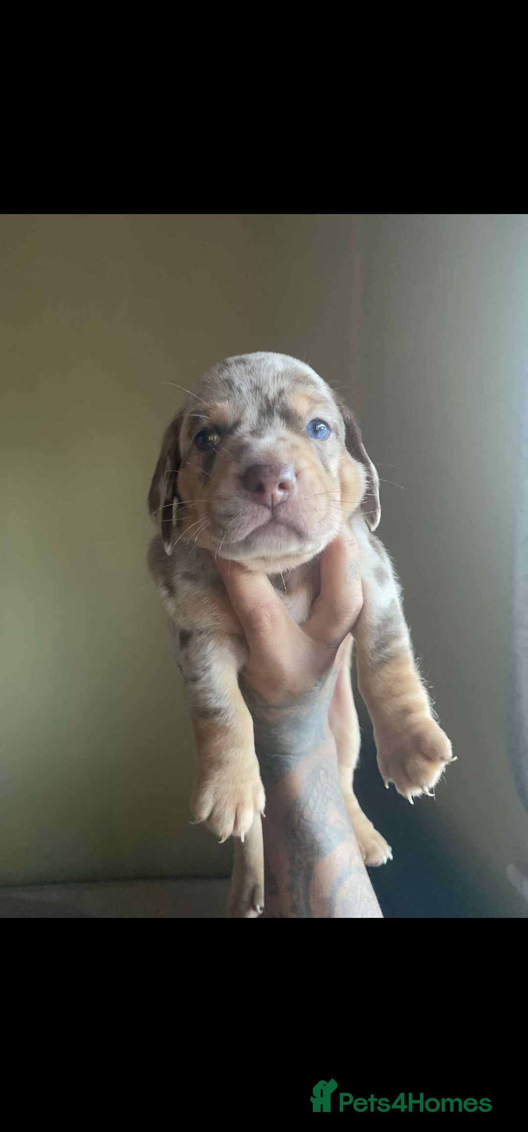 Dachshund dogs for sale: Miniature Dachshund cross pup - Image 3