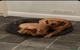 Goldador dogs for sale: Fox red goldador puppies ❤️ - Image 24