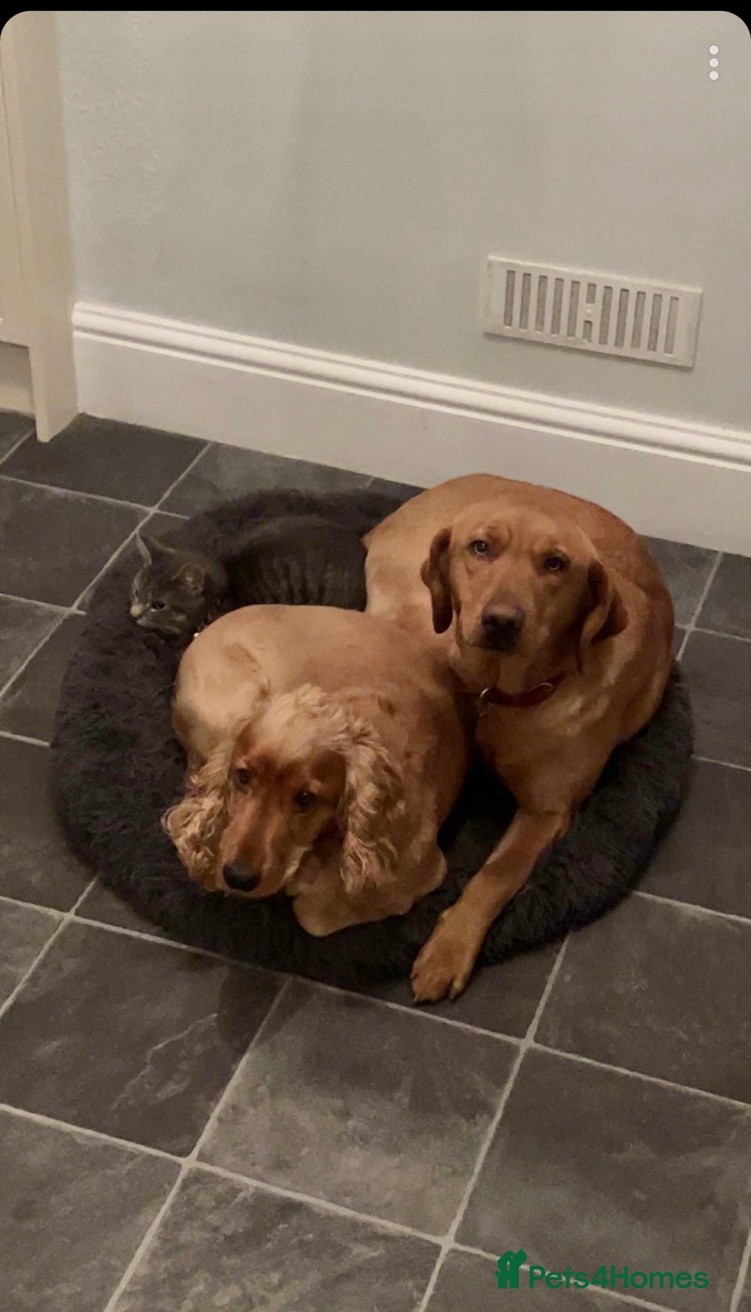 Goldador dogs for sale: Fox red goldador puppies ❤️ - Image 24