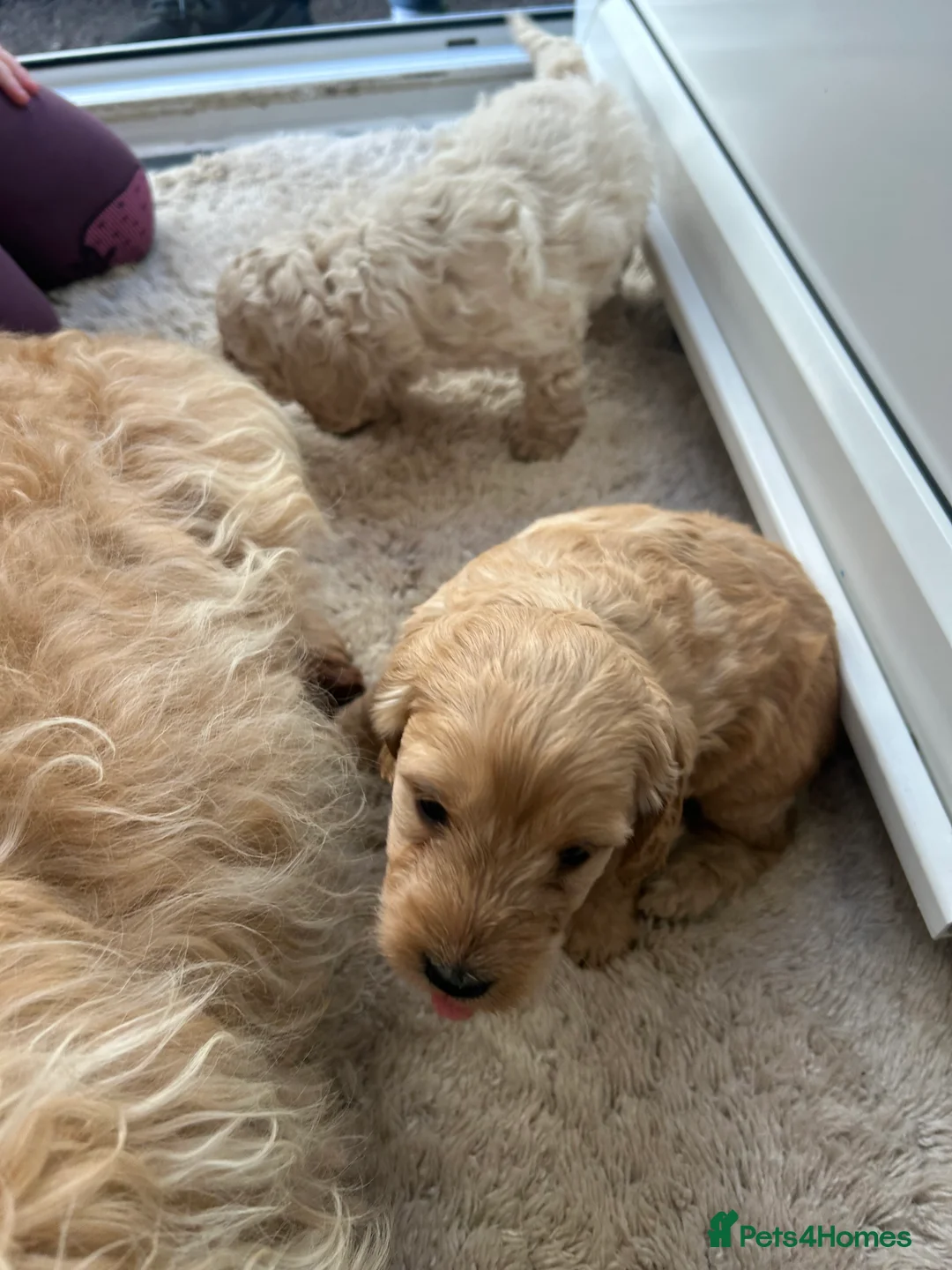 Cockapoo dogs for sale: F1b cockapoo  - Advert 9