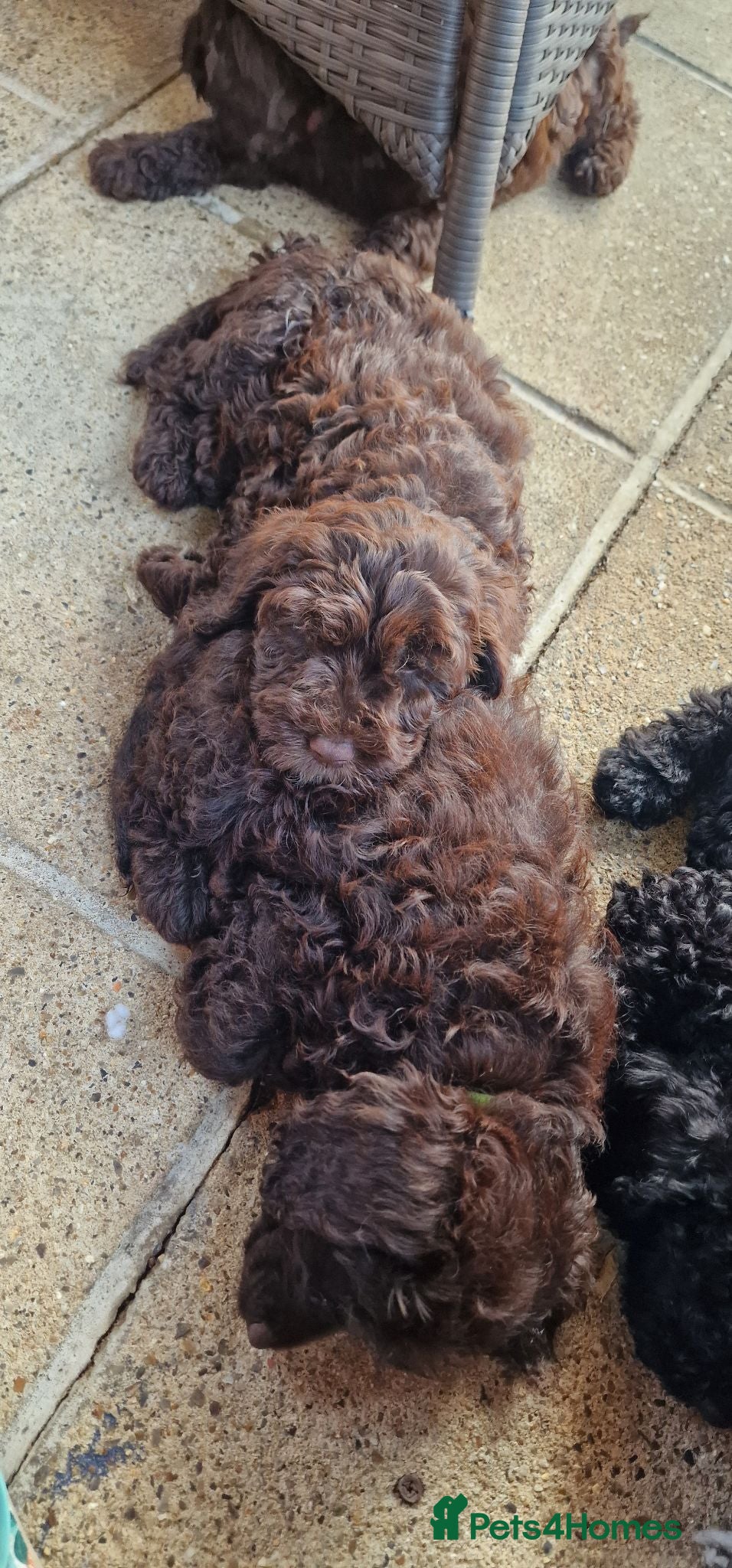 Cockapoo dogs READY NOW Beautiful Show Cockapoo F1b - Advert 2
