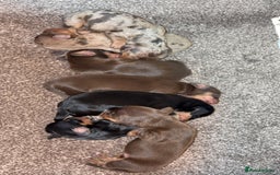 Miniature Dachshund dogs for sale: Stunning Mini Dachshunds 😍  - Image 2