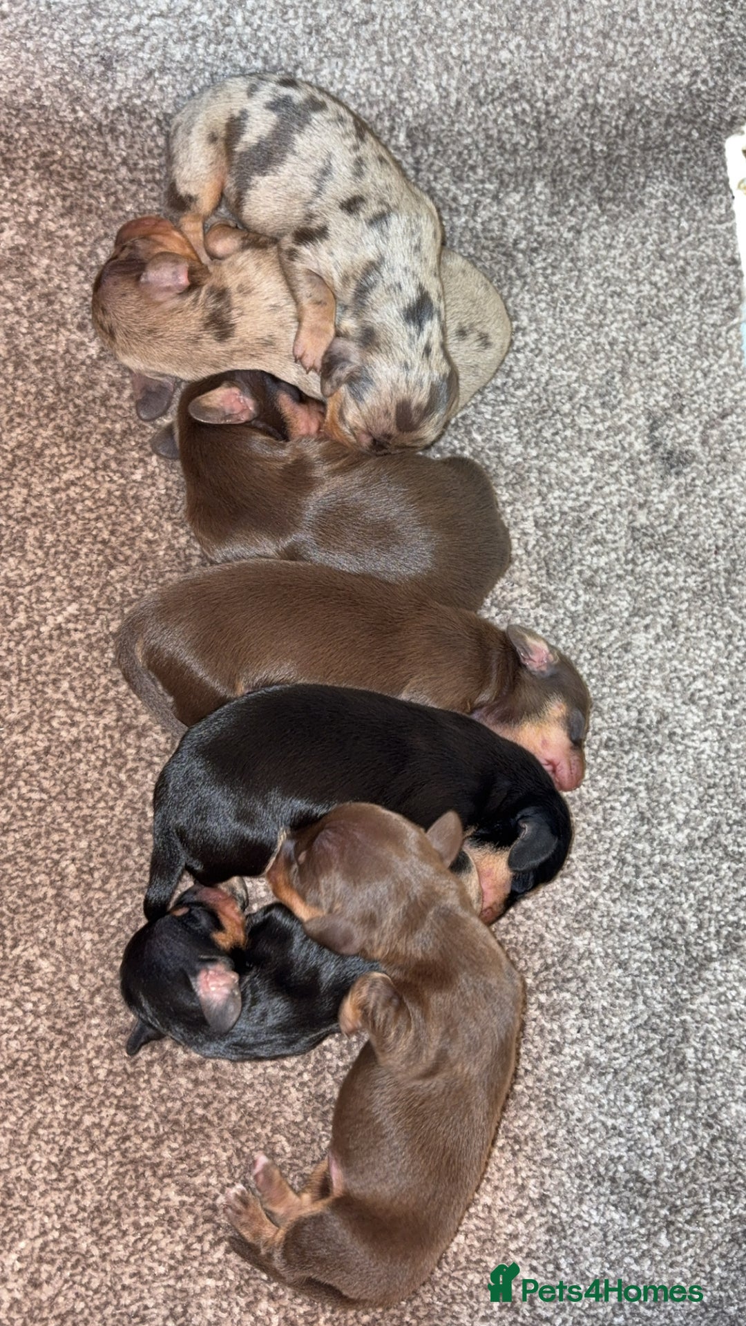Miniature Dachshund dogs for sale: Stunning Mini Dachshunds 😍  - Image 2