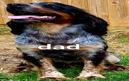 Mixed Breed dogs for sale: Stunning health tested sprollie x cocker  - Image 2