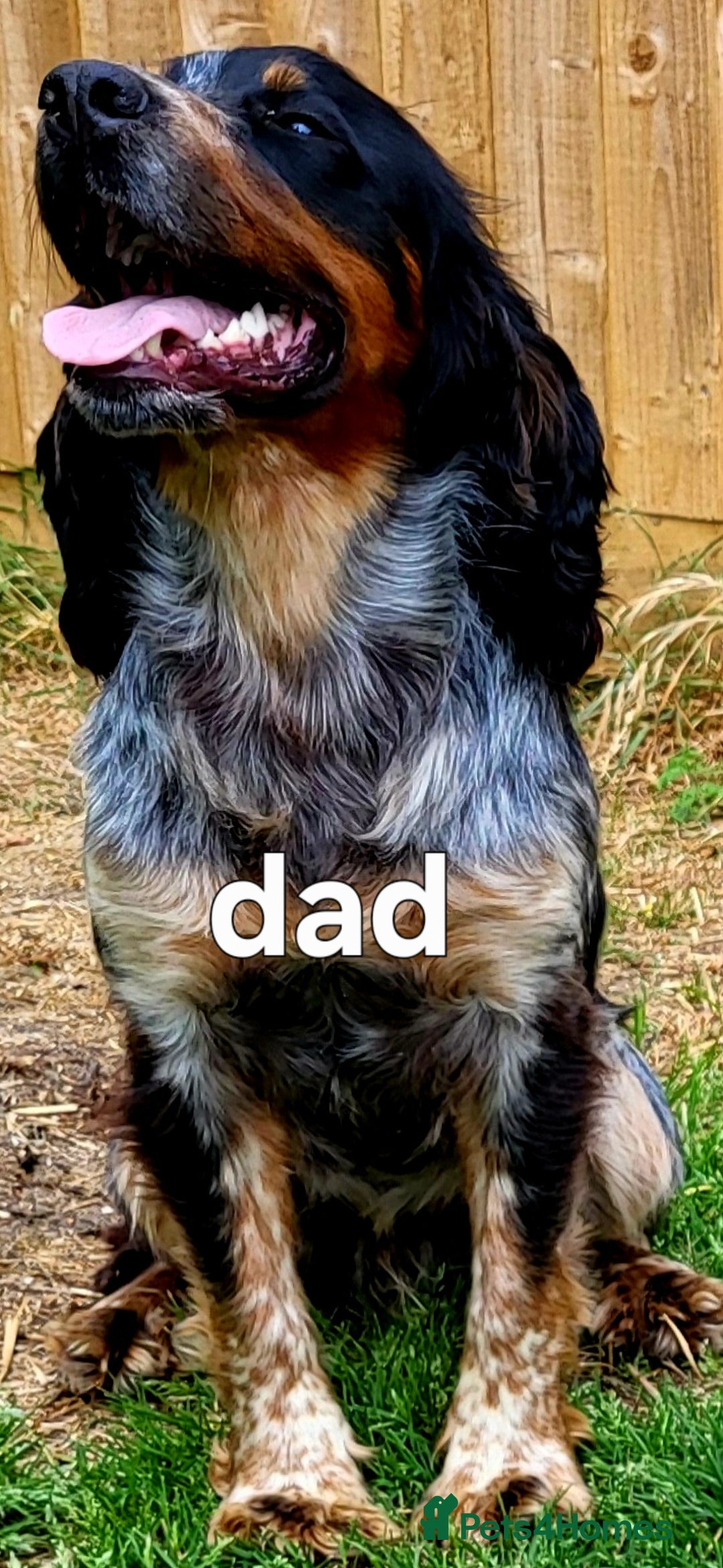 Mixed Breed dogs for sale: Stunning health tested sprollie x cocker  - Image 2