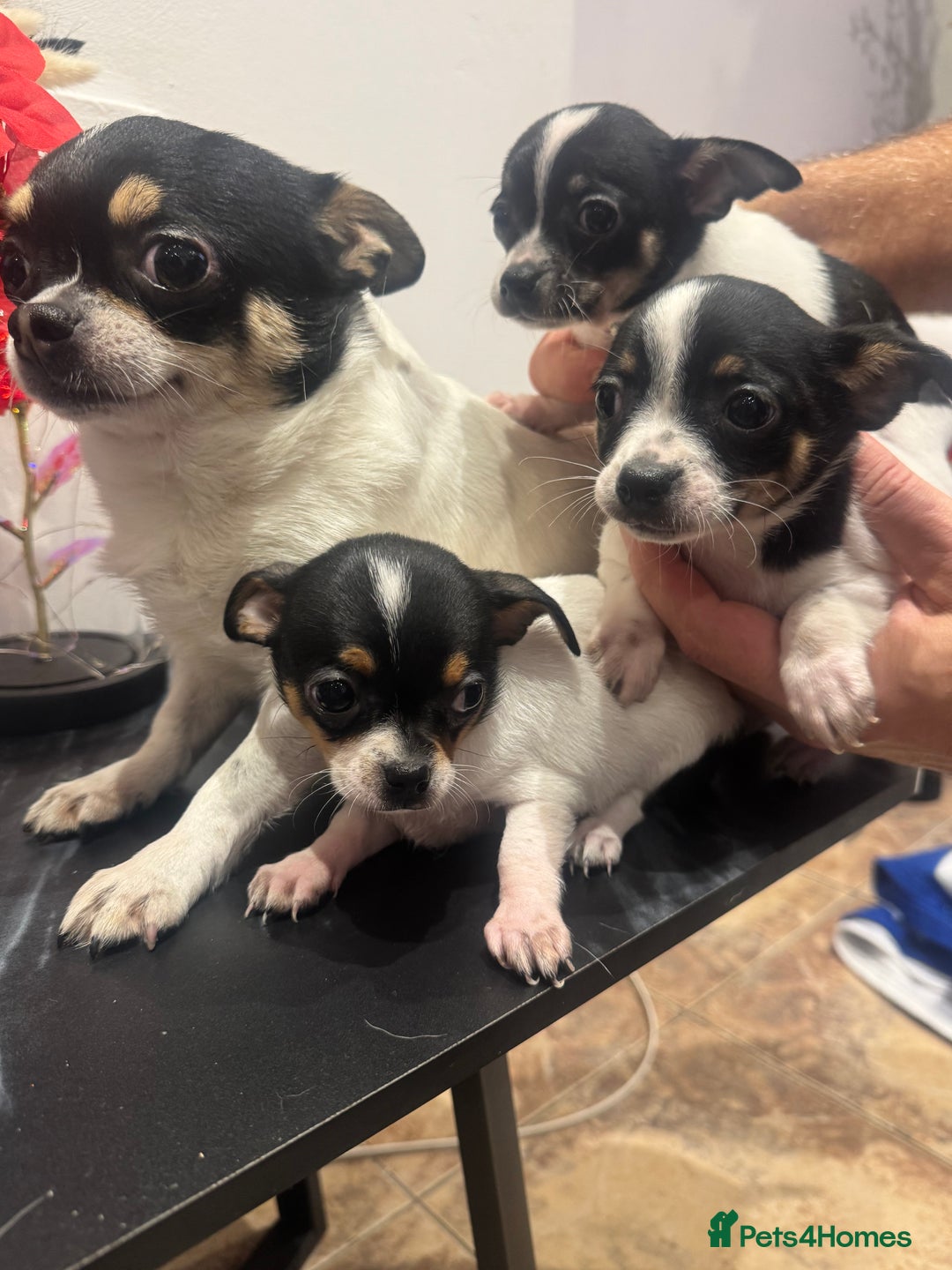 Chihuahua dogs for sale: 3 adorable apple-head tini puppies LF a home - Advert 4