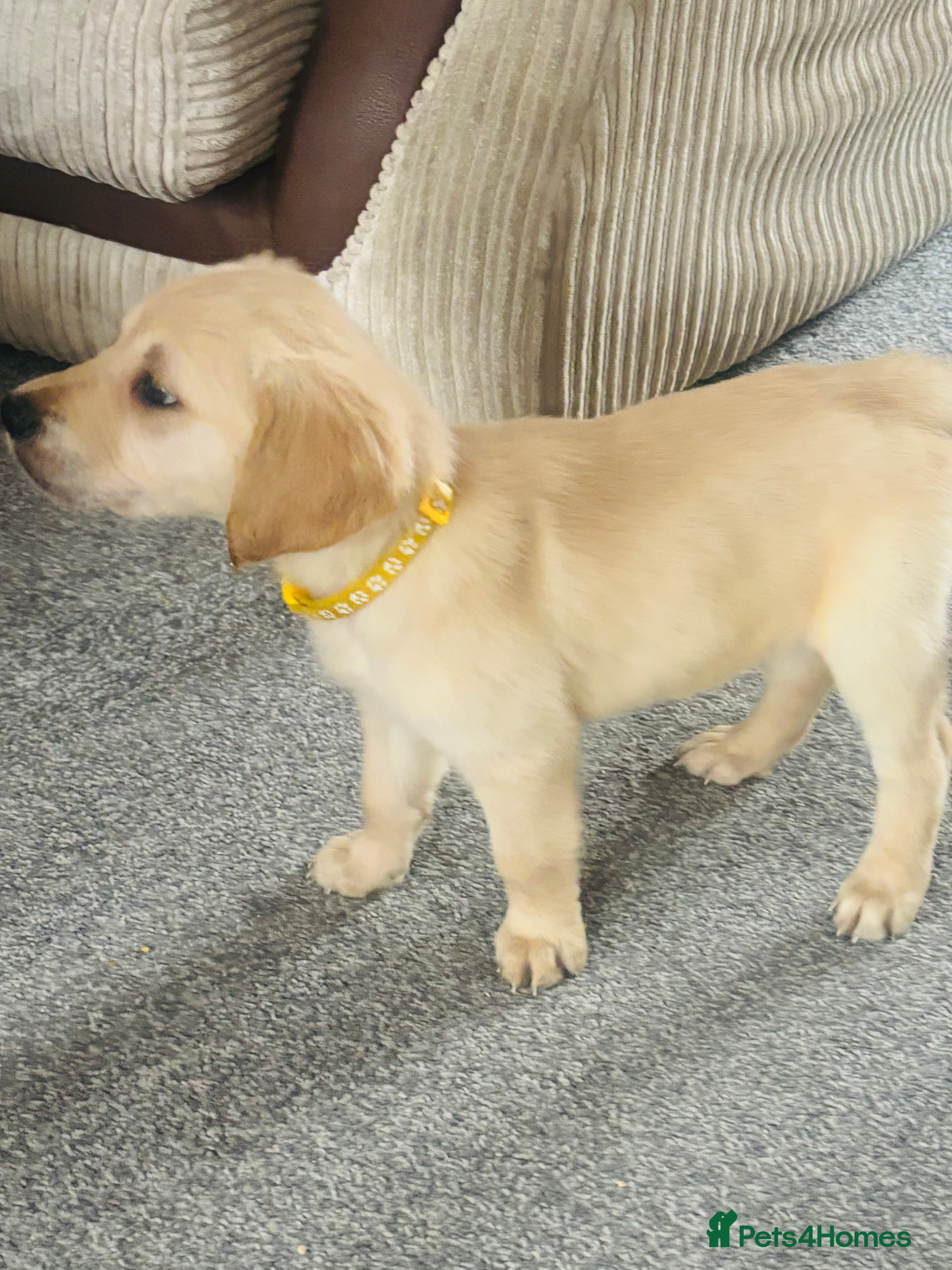 Golden Retriever dogs for sale: Golden retriever KC puppies (7)  - Advert 2