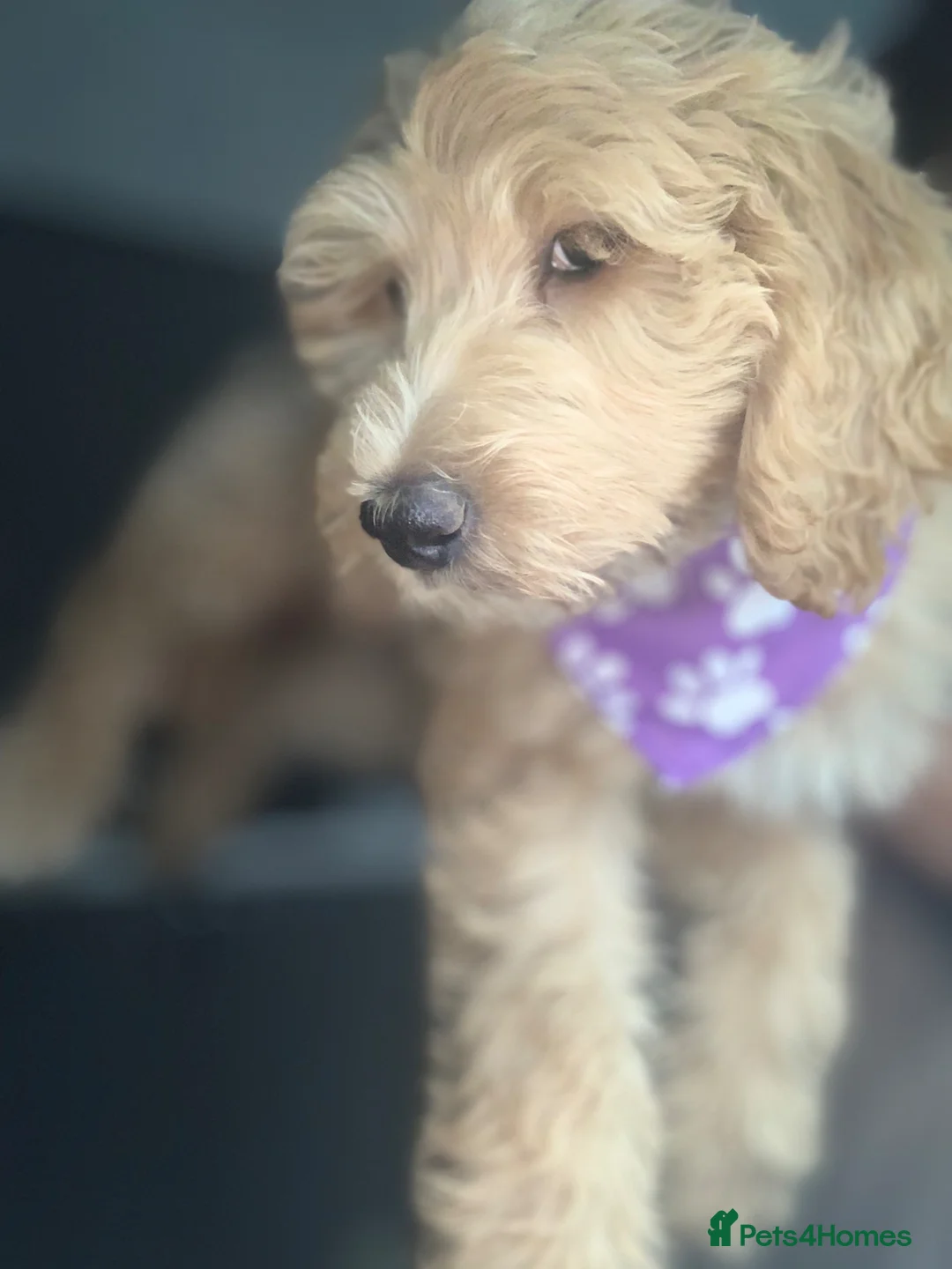 Double Doodle dogs for sale: Labradoodle  - Advert 2