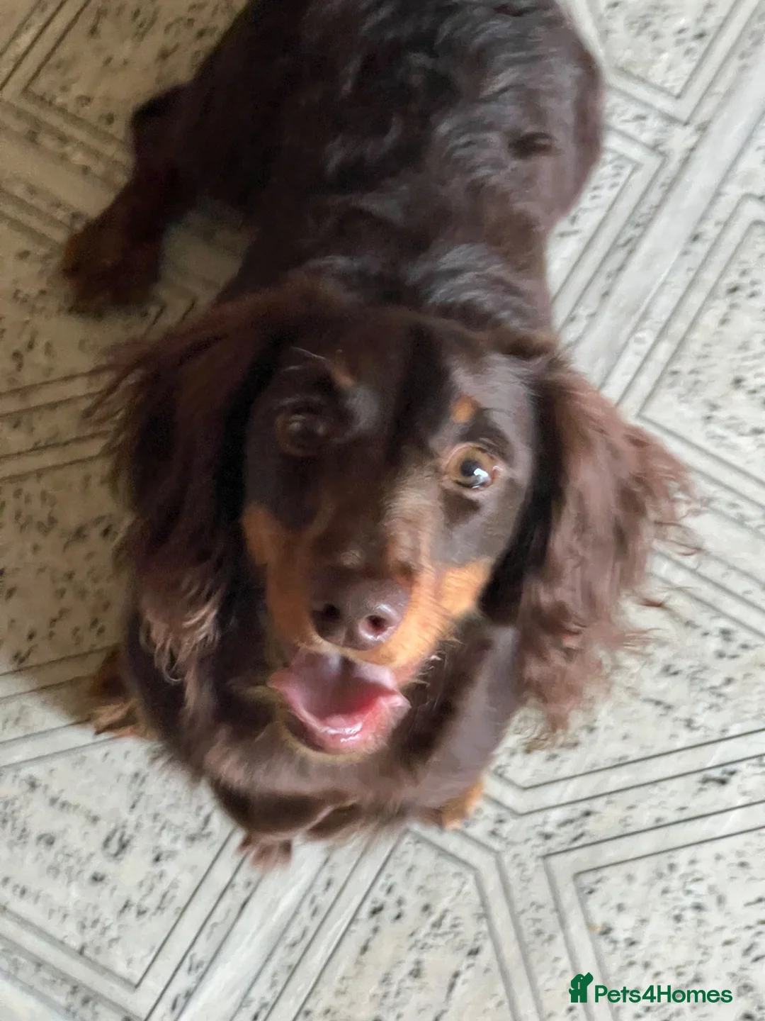 Miniature Dachshund dogs for sale: KC REGISTERED BOY AVAILABLE PET HOME ONLY - Advert 2