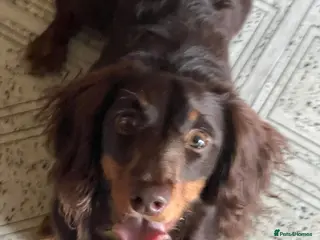 Miniature Dachshund dogs KC REGISTERED BOY AVAILABLE PET HOME ONLY - Advert 4