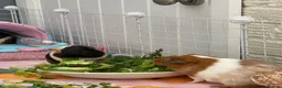 Guinea Pig rodents for sale: 2 pairs of female guinea pigs  - Advert 8