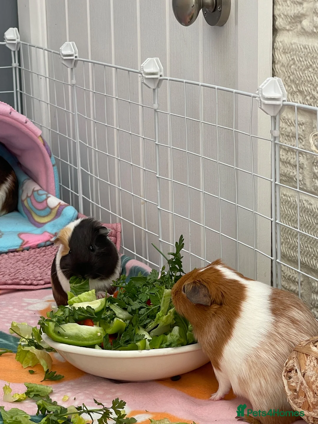 Guinea Pig rodents for sale: 2 pairs of female guinea pigs  - Advert 8
