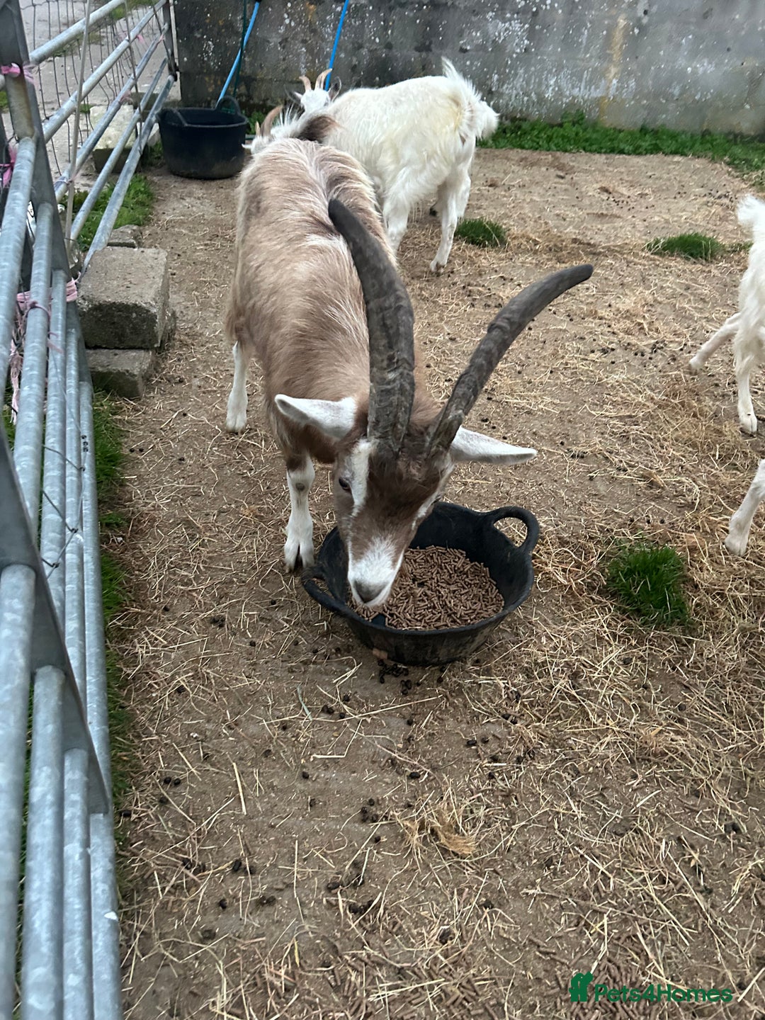 Goats livestock for sale: Mixed goats - Advert 7