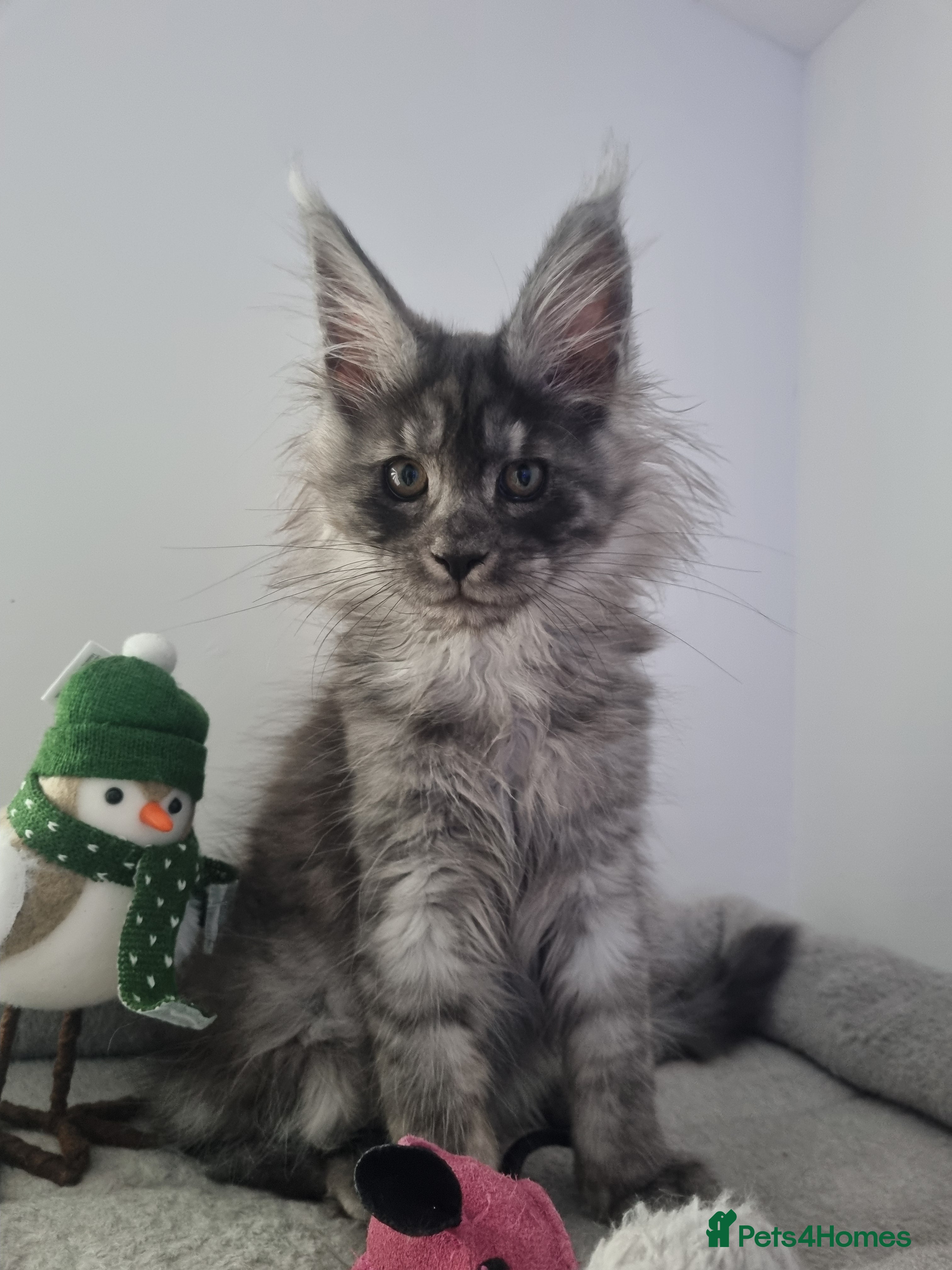 Maine Coon cats Purebred King Size Maine Coon kittens  - Advert 2