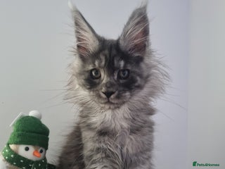 Maine Coon cats Purebred King Size Maine Coon kittens - Advert 2