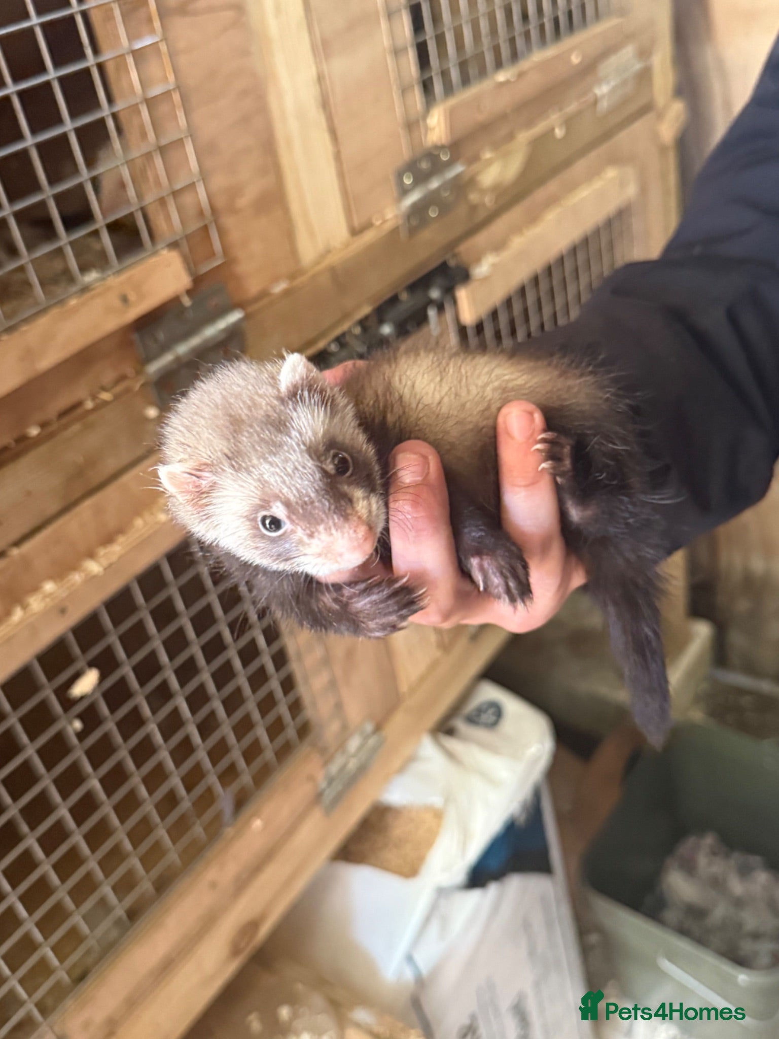 Ferret rodents Half micro semi angora kits - Advert 2