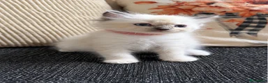 Female Ragdoll