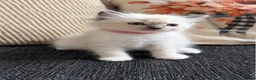Ragdoll cats for sale: 2 ragdoll kittens.  One male and one female.  - Advert 5