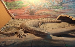 Monitor reptiles for sale: Bosc monitor lizard savvy  - Image 5