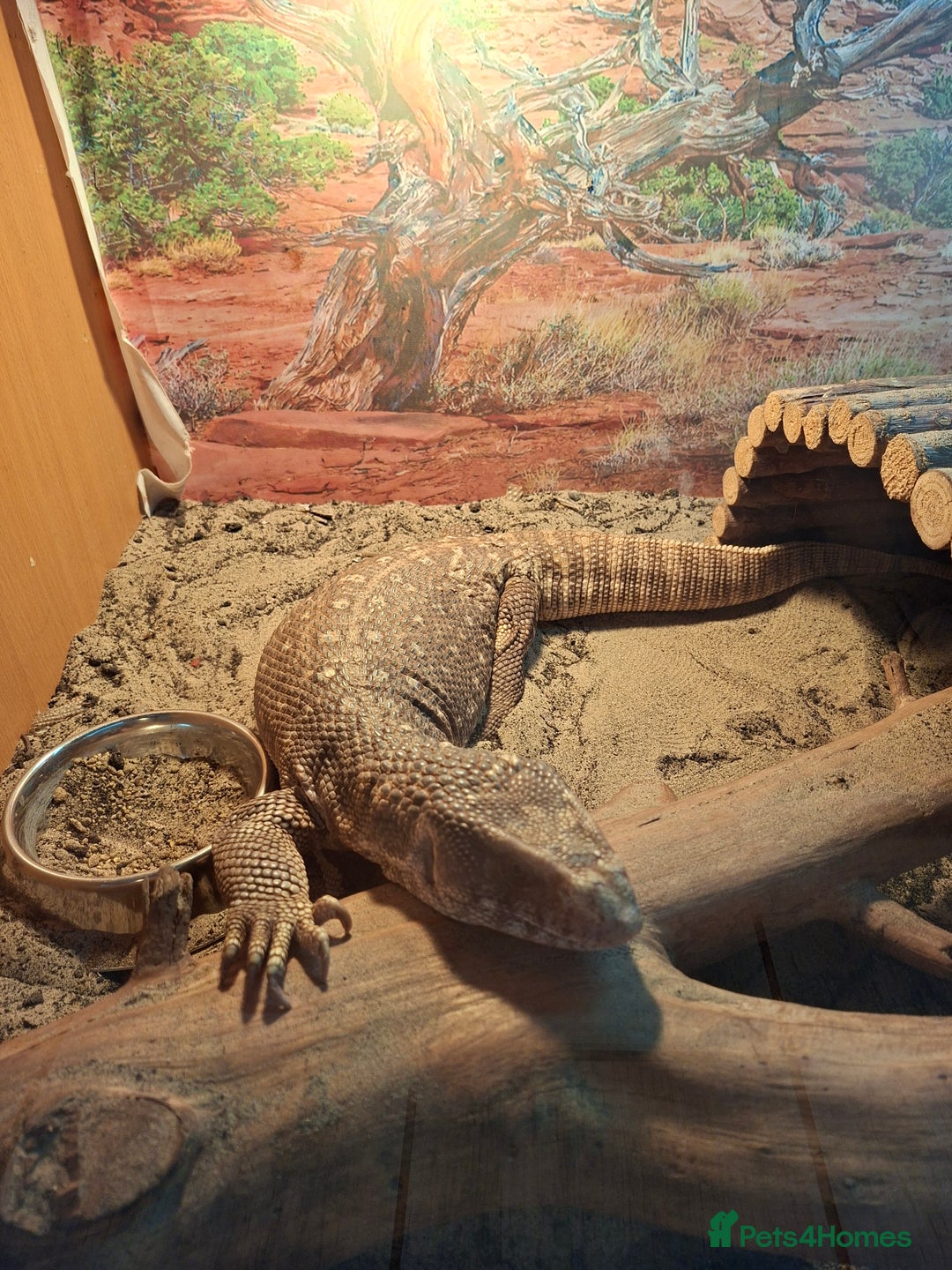 Monitor reptiles for sale: Bosc monitor lizard savvy  - Image 5