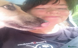 Mixed Breed dogs for adoption: JACK FOR ADOPTION OR FOSTER IN CORNWALL OR DEVON - Image 9