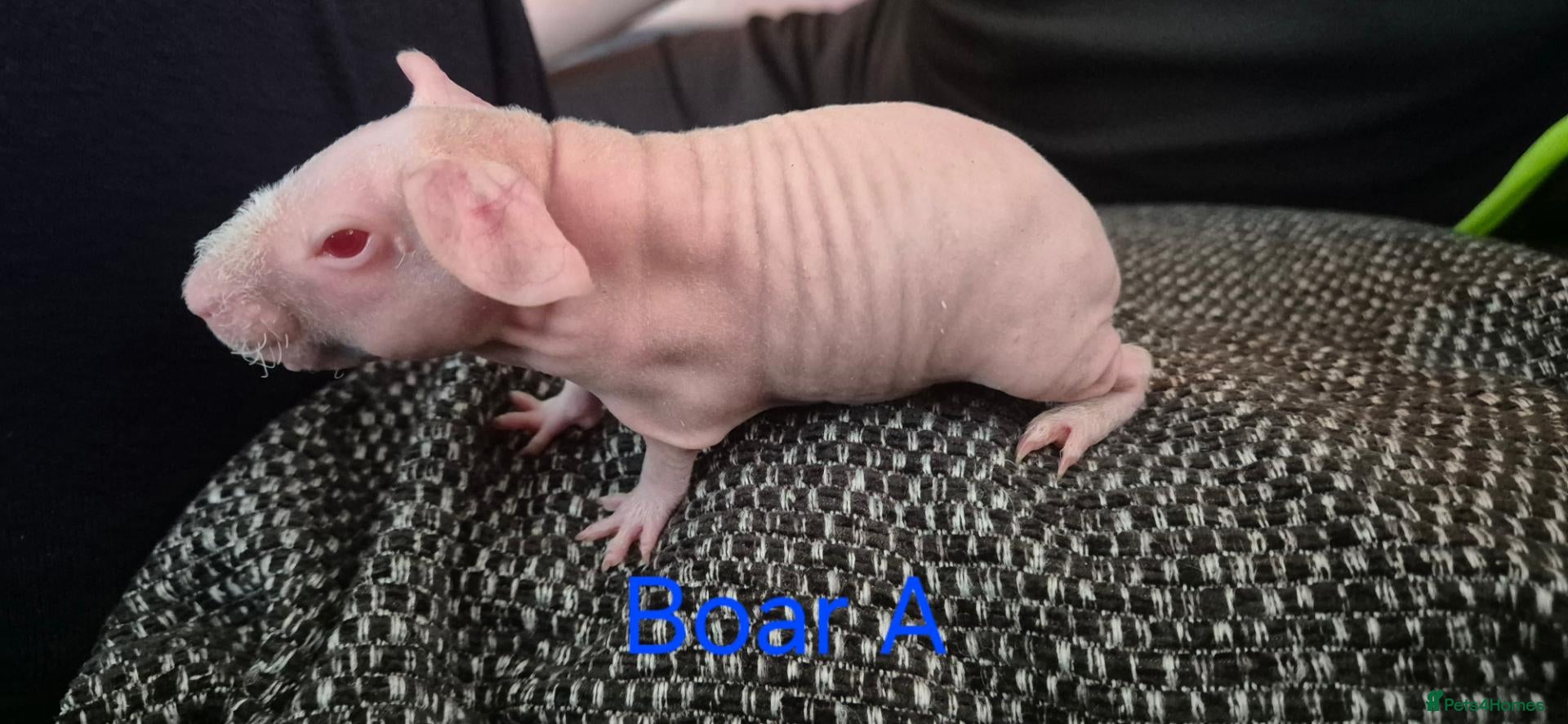 Guinea Pig rodents Skinnypig Babies  - Advert 2