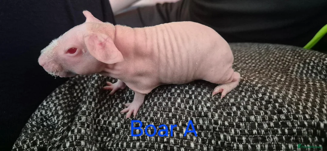 Guinea Pig rodents for sale: Skinnypig Babies  - Advert 2