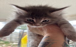 Maine Coon cats for sale: 3 females 1 male Maine Coone kittens - Image 17