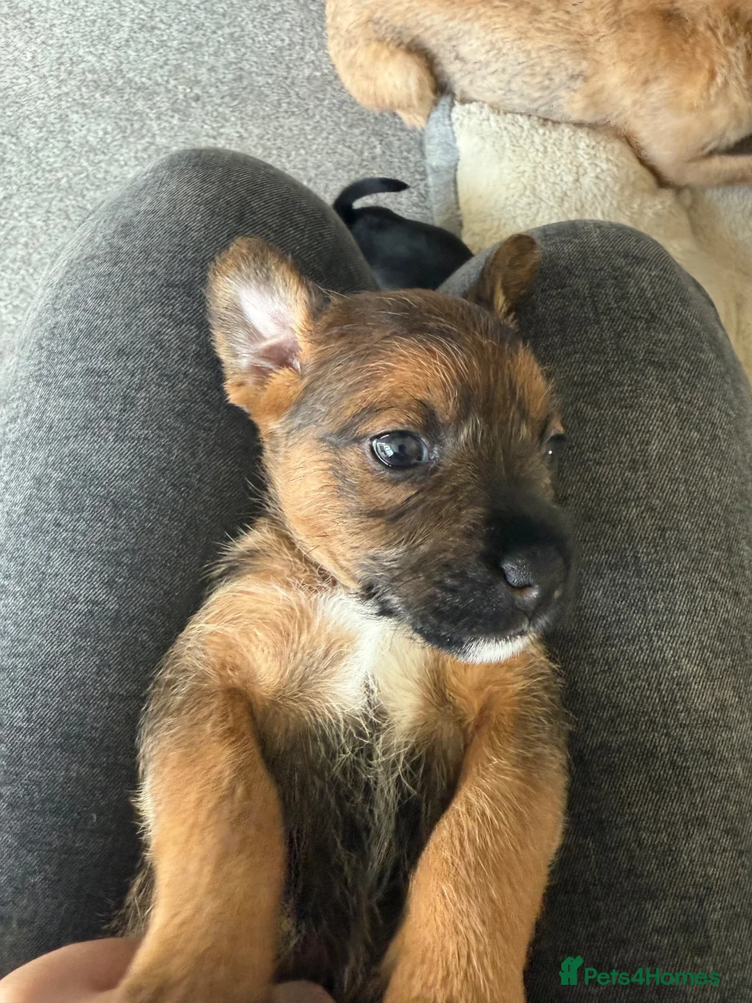 Mixed Breed dogs for sale: Border terrier cross male puppies. - Advert 2