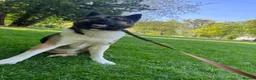 Huskita dogs for sale: Akita with 6% husky (Huskita) - Advert 17