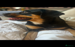 Mixed Breed dogs for sale: Bella 🐾  - Image 7