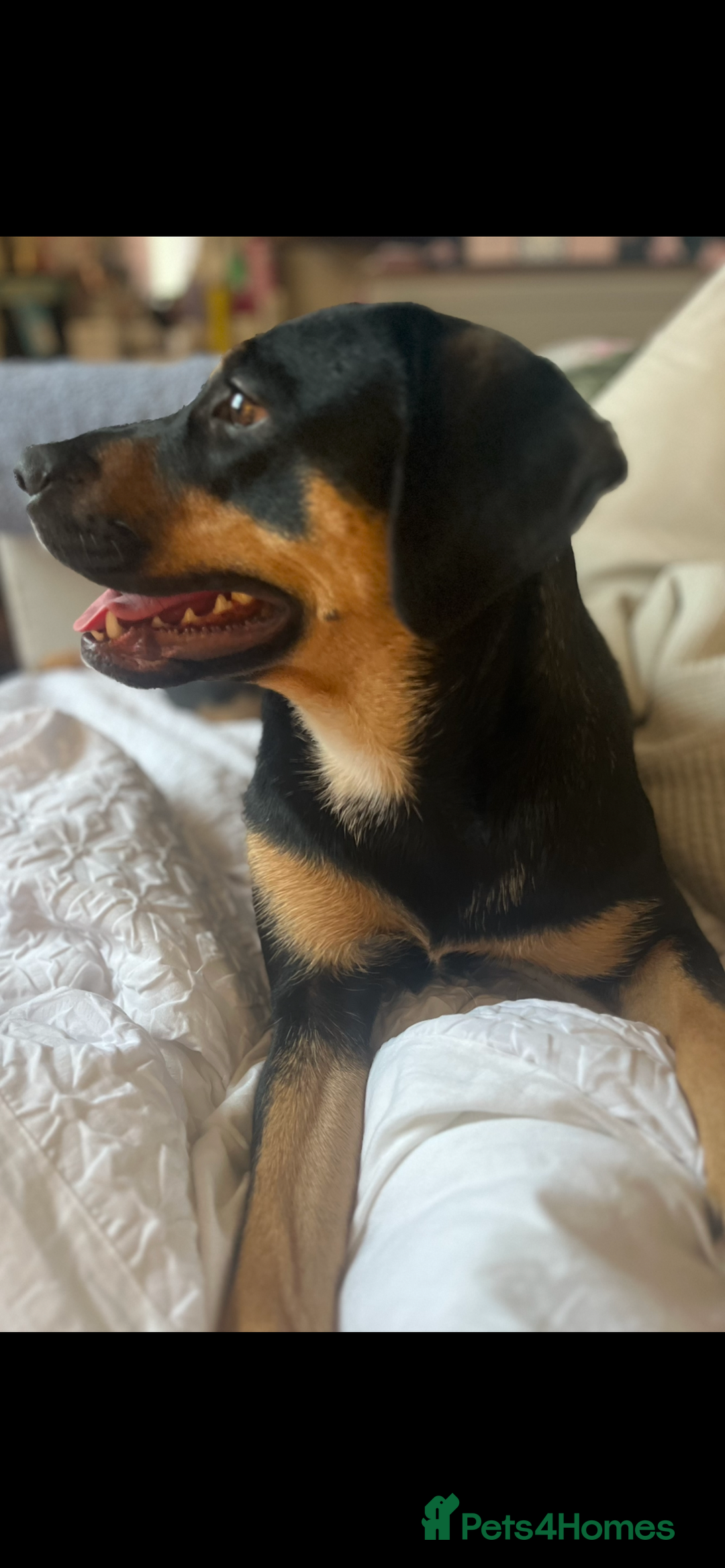 Mixed Breed dogs for sale: Bella 🐾  - Image 7