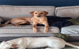 Labrador Retriever dogs for sale: Red fox Labrador & yellow lab  in Gainsborough - Image 5
