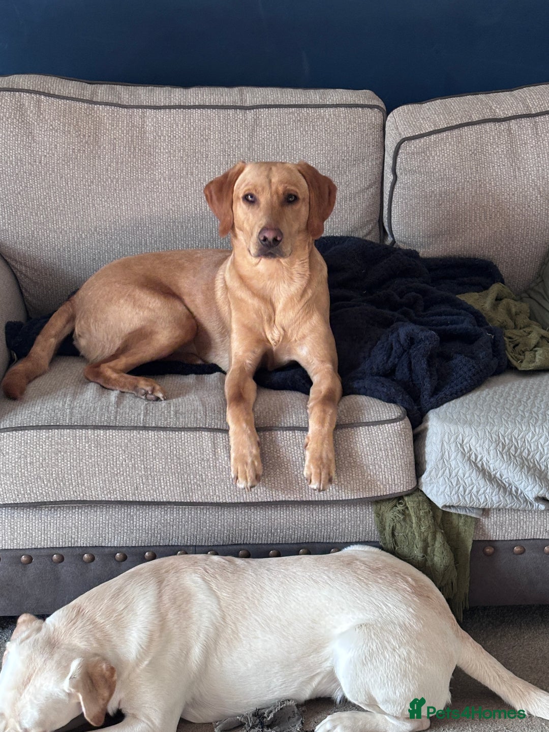 Labrador Retriever dogs for sale: Red fox Labrador & yellow lab  in Gainsborough - Image 5