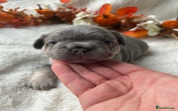 French Bulldog dogs for sale: Frenchie pups KC Registered  - Image 22