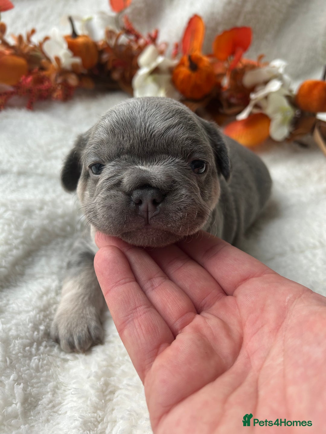 French Bulldog dogs for sale: Frenchie pups KC Registered  - Image 22