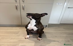 Mixed Breed dogs for sale: Bennie Staff Cross American Bulldog - Image 1