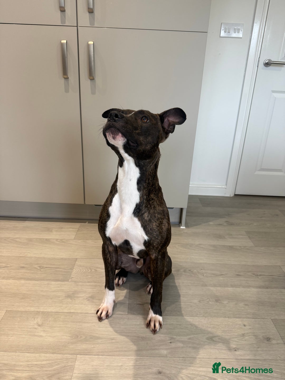 Mixed Breed dogs for sale: Bennie Staff Cross American Bulldog - Image 1