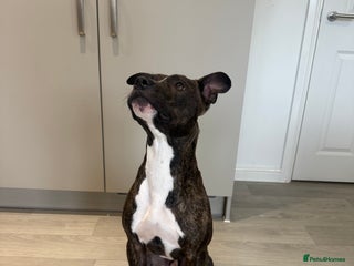 Mixed Breed dogs for sale - Advert 1