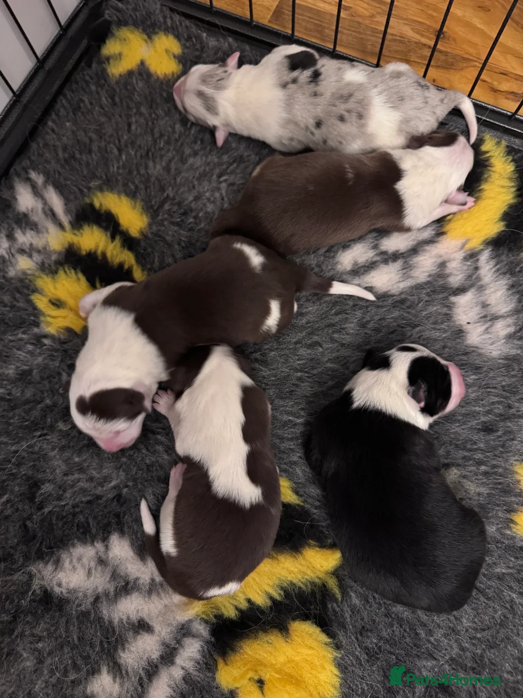 Border Collie dogs for sale: Adorable border collie tri coloured pups - Advert 11