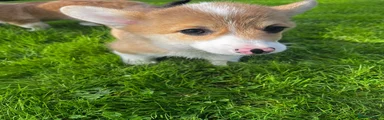 Welsh Corgi Pembroke 2