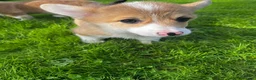 Welsh Corgi Pembroke dogs for sale: Pembrokeshire Corgi  in Tregaron - Advert 3