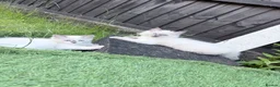 Ragdoll cats for sale: Ragdoll kittens 2 girls 1 boy - Advert 13