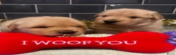 Golden Retriever dogs for sale: Outstanding American Golden Retrievers - Advert 31