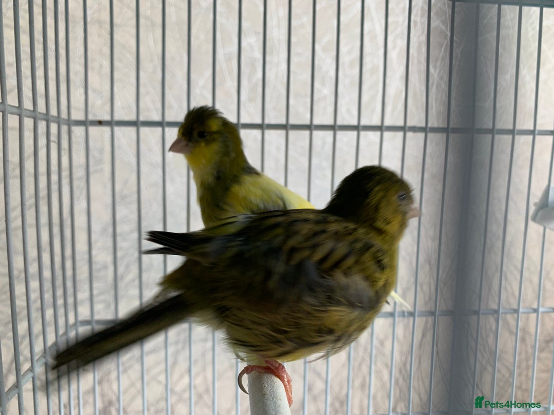 Canaries birds for sale: Breeding pair of canaries - Image 6