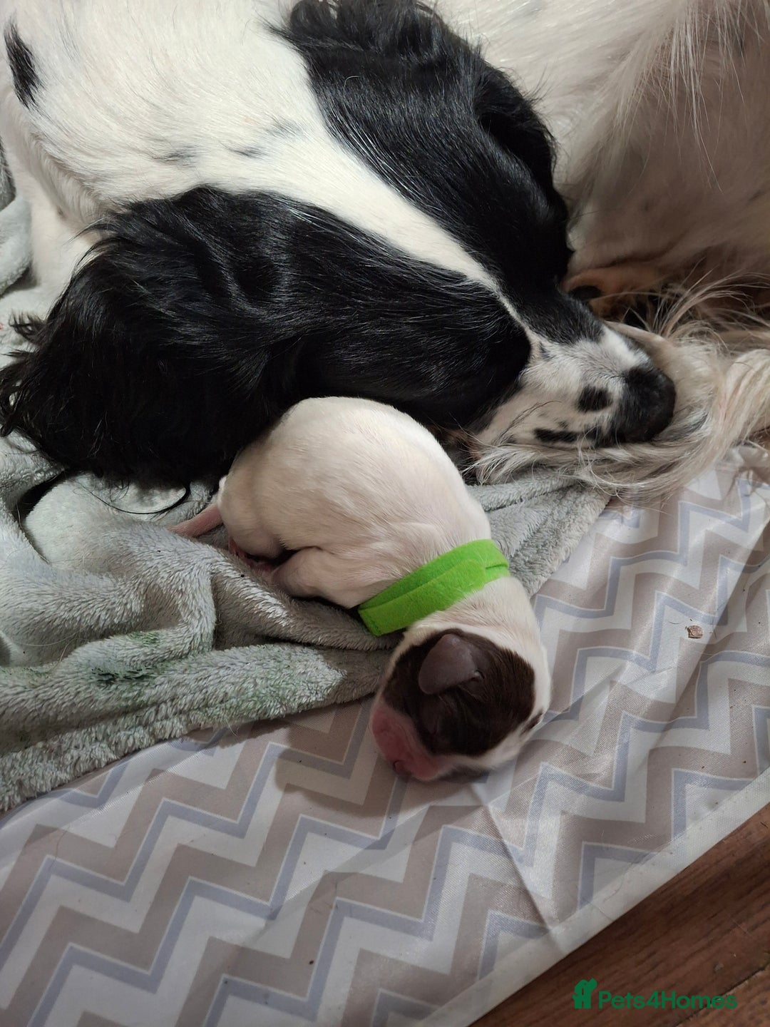 Sprocker dogs for sale: Sprocker/Springer Spaniel pups - Advert 4