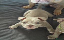 American Bully dogs for sale: Pocket bully  - Image 14