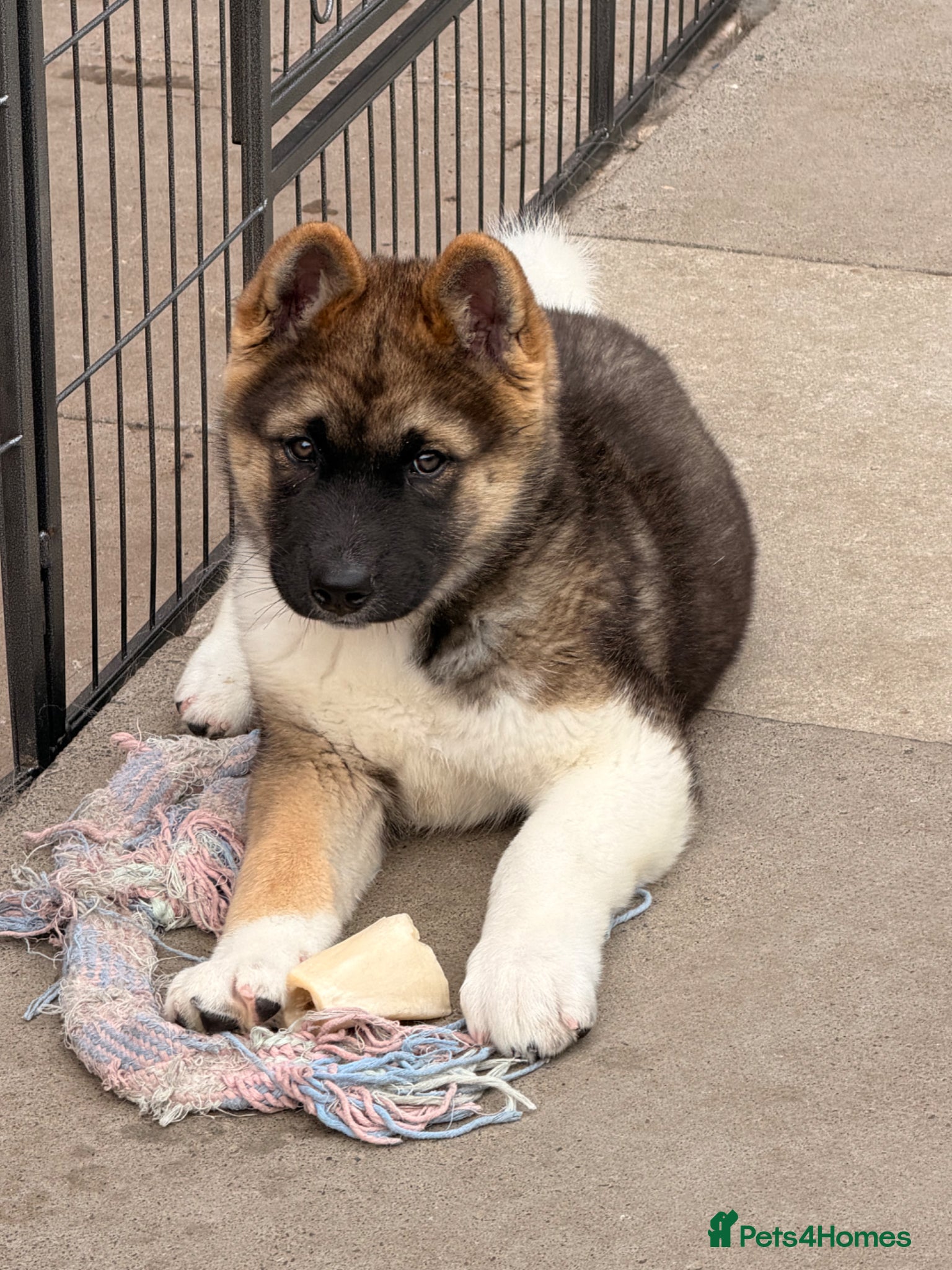 Akita dogs for sale: American Akita  - Advert 4
