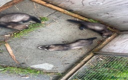 Ferret rodents for sale: Baby ferrets 8 weeks old - Image 4