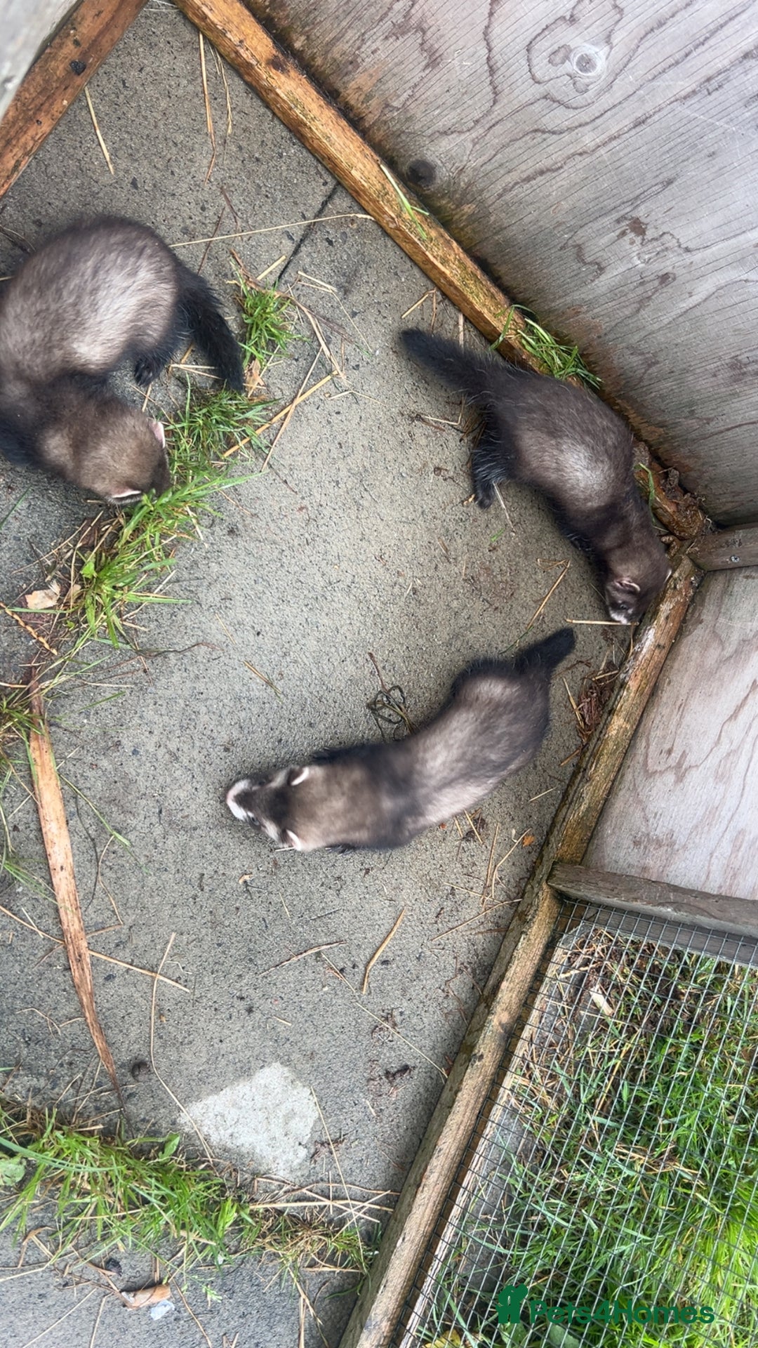 Ferret rodents for sale: Baby ferrets 8 weeks old - Image 4